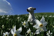 76 Scendiamo tra distese di narcisi in fiore